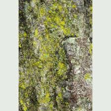 Attēlu rezultāti vaicājumam “Chrysothrix candelaris”