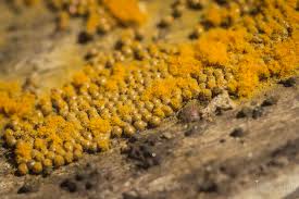 Attēlu rezultāti vaicājumam “Trichia scabra”