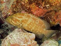 Image result for Cephalopholis cruentata