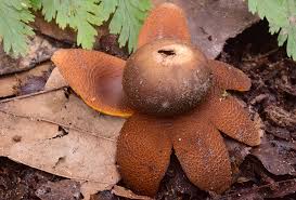 Attēlu rezultāti vaicājumam “Athous sp.”