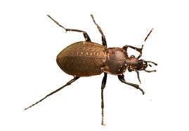 Attēlu rezultāti vaicājumam “Carabus arcensis”