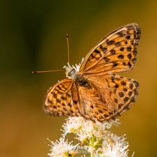 Attēlu rezultāti vaicājumam “Argynnis paphia”
