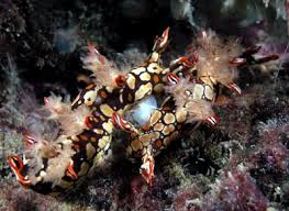 ผลการค้นหารูปภาพสำหรับ Bornella Anguilla