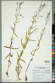 Attēlu rezultāti vaicājumam “Epilobium palustre”