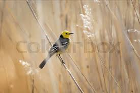 Attēlu rezultāti vaicājumam “Motacilla citreola”