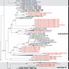 Attēlu rezultāti vaicājumam “Lycogala convexum sessile”