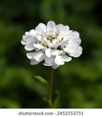 Image result for Iberis amara