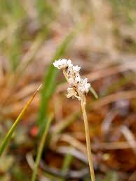 Attēlu rezultāti vaicājumam “Corallorhiza trifida fruit”