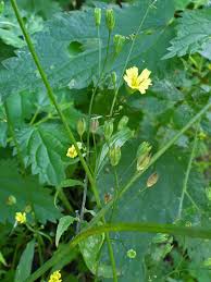 Attēlu rezultāti vaicājumam “Lapsana communis flower”