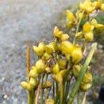 Attēlu rezultāti vaicājumam “Scheuchzeria palustris fruit”