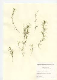 Attēlu rezultāti vaicājumam “Najas flexilis”