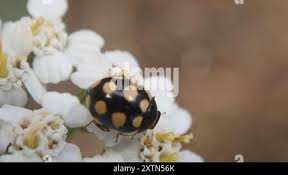 Attēlu rezultāti vaicājumam “Coccinula quatuordecimpustulata”