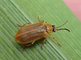 Attēlu rezultāti vaicājumam “Galerucella nymphaeae”