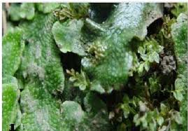 Attēlu rezultāti vaicājumam “Conocephalum conicum”