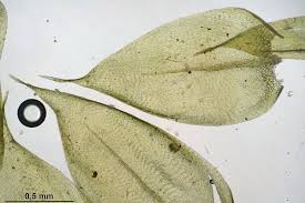 Attēlu rezultāti vaicājumam “Brachythecium campestre”