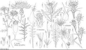 Attēlu rezultāti vaicājumam “Centaurea stoebe”