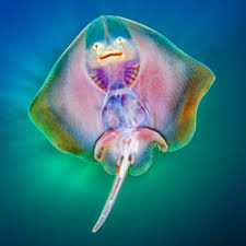 Image result for Raja radula