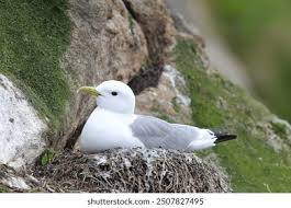 Attēlu rezultāti vaicājumam “Rissa tridactyla nest”