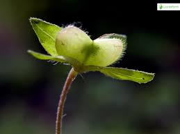 Attēlu rezultāti vaicājumam “Veronica persica fruit”