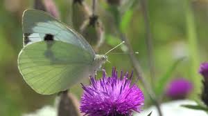 Attēlu rezultāti vaicājumam “Pieris brassicae female”