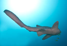 Image result for Ginglymostoma unami