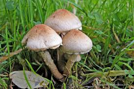 Attēlu rezultāti vaicājumam “Psathyrella lacrymabunda”