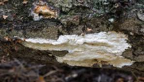 Attēlu rezultāti vaicājumam “Gloeoporus pannocinctus”