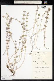 Attēlu rezultāti vaicājumam “Acinos arvensis”