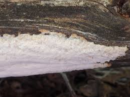 Attēlu rezultāti vaicājumam “Rhodonia placenta”