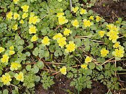 Attēlu rezultāti vaicājumam “Chrysosplenium alternifolium leaf”