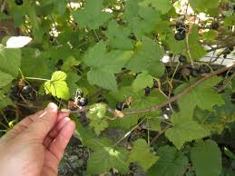 Attēlu rezultāti vaicājumam “Ribes nigrum leaf”