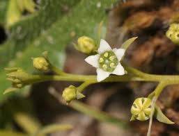 Attēlu rezultāti vaicājumam “Santalaceae”