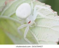 Attēlu rezultāti vaicājumam “Misumena vatia”