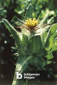 Image result for Cnicus benedictus