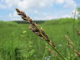 Attēlu rezultāti vaicājumam “Carex diandra”