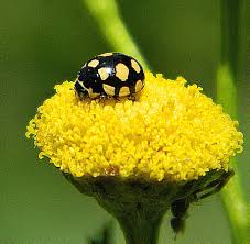 Attēlu rezultāti vaicājumam “Coccinula quatuordecimpustulata”