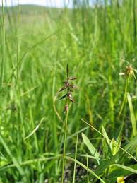 Attēlu rezultāti vaicājumam “Carex pulicaris”