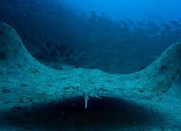 Image result for Gymnura altavela