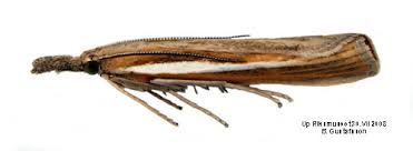 Attēlu rezultāti vaicājumam “Agriphila tristella”