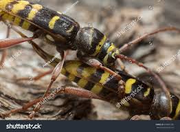 Attēlu rezultāti vaicājumam “Plagionotus detritus imago”