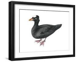 Image result for Melanitta perspicillata