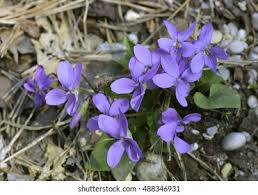 Attēlu rezultāti vaicājumam “Viola canina flower”