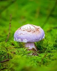 Attēlu rezultāti vaicājumam “Cortinarius traganus”