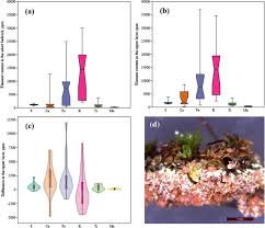 Attēlu rezultāti vaicājumam “Tortula lingulata”