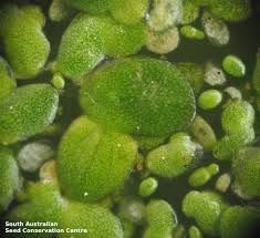 Attēlu rezultāti vaicājumam “Lemnaceae”