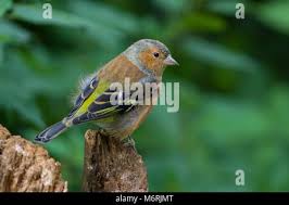 Attēlu rezultāti vaicājumam “Fringilla coelebs juvenile”