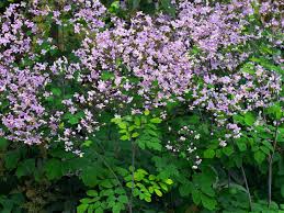 Attēlu rezultāti vaicājumam “Thalictrum”