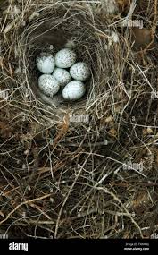 Attēlu rezultāti vaicājumam “Motacilla alba nest”