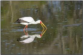 Attēlu rezultāti vaicājumam “Ciconiiformes”