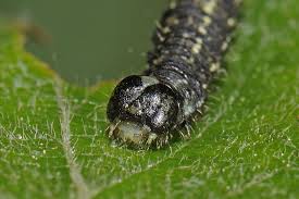 Attēlu rezultāti vaicājumam “Agriopis leucophaearia”